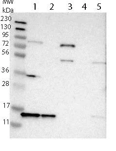 Western blot - Anti-SNRPD3/Sm-D3 antibody (AB121129)