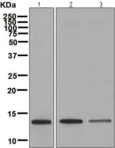 Western blot - Anti-SNRPD3/Sm-D3 antibody [EPR7676] (AB128857), expandable thumbnail
