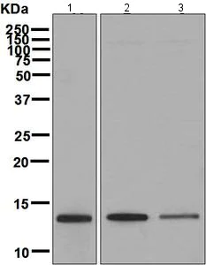 Western blot - Anti-SNRPD3/Sm-D3 antibody [EPR7676] (AB128857)