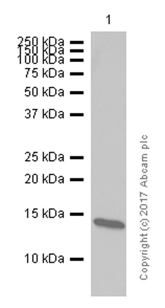 Western blot - Anti-SNRPD3/Sm-D3 antibody [EPR7676] (AB128857), expandable thumbnail