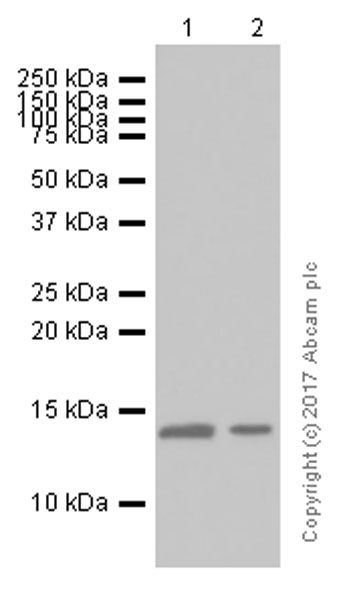 Western blot - Anti-SNRPD3/Sm-D3 antibody [EPR7676] - BSA and Azide free (AB232464)
