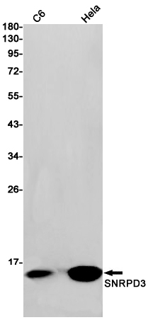 Western blot - Anti-SNRPD3/Sm-D3 Antibody [S09-8I7] (AB317401)