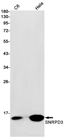 Western blot - Anti-SNRPD3/Sm-D3 Antibody [S09-8I7] (AB317401)