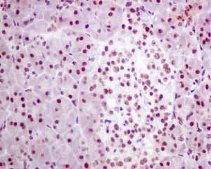 Immunohistochemistry (Formalin/PFA-fixed paraffin-embedded sections) - Anti-SNRPF antibody [EPR10388] - BSA and Azide free (AB249169)