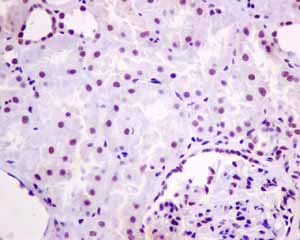 Immunohistochemistry (Formalin/PFA-fixed paraffin-embedded sections) - Anti-SNRPF antibody [EPR10388] - BSA and Azide free (AB249169)