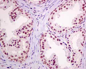 Immunohistochemistry (Formalin/PFA-fixed paraffin-embedded sections) - Anti-SNRPF antibody [EPR10388] - BSA and Azide free (AB249169)