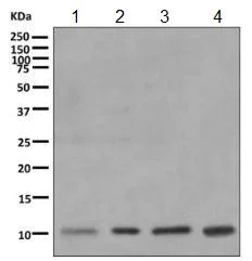 Western blot - Anti-SNRPF antibody [EPR10388] - BSA and Azide free (AB249169)