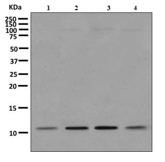 Western blot - Anti-SNRPF antibody [EPR10389(B)] (AB156587)