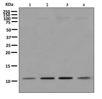 Western blot - Anti-SNRPF antibody [EPR10389(B)] - BSA and Azide free (AB249275)