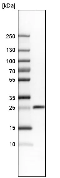 Western blot - Anti-SNRPN antibody (AB224330)