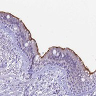 Immunohistochemistry (Formalin/PFA-fixed paraffin-embedded sections) - Anti-SNTN antibody (AB122845), expandable thumbnail