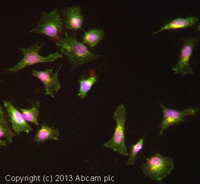 Immunocytochemistry/ Immunofluorescence - Anti-SNX1 antibody [EPR7178] (AB134126), expandable thumbnail