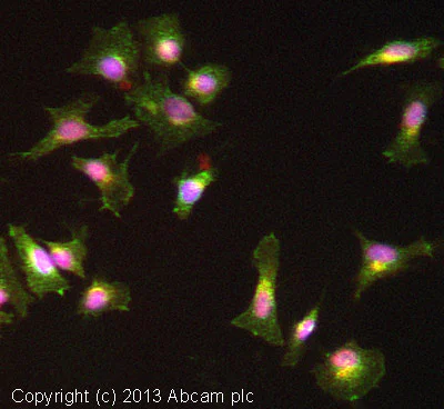 Immunocytochemistry/ Immunofluorescence - Anti-SNX1 antibody [EPR7178] - BSA and Azide free (AB248691)