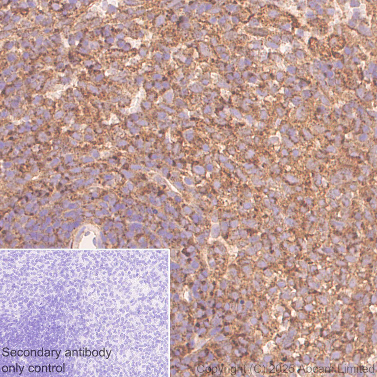 Immunohistochemistry (Formalin/PFA-fixed paraffin-embedded sections) - Anti-SNX1 antibody [EPR7178] - BSA and Azide free (AB248691)