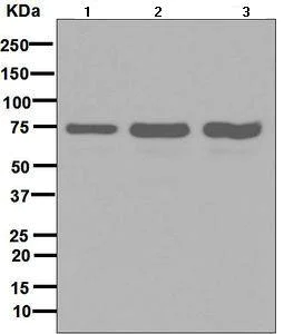 Western blot - Anti-SNX1 antibody [EPR7178] - BSA and Azide free (AB248691)