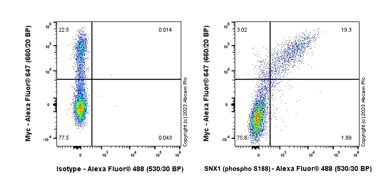 Flow Cytometry (Intracellular) - Anti-SNX1 (phospho S188) antibody [EPR26023-114] (AB314541), expandable thumbnail