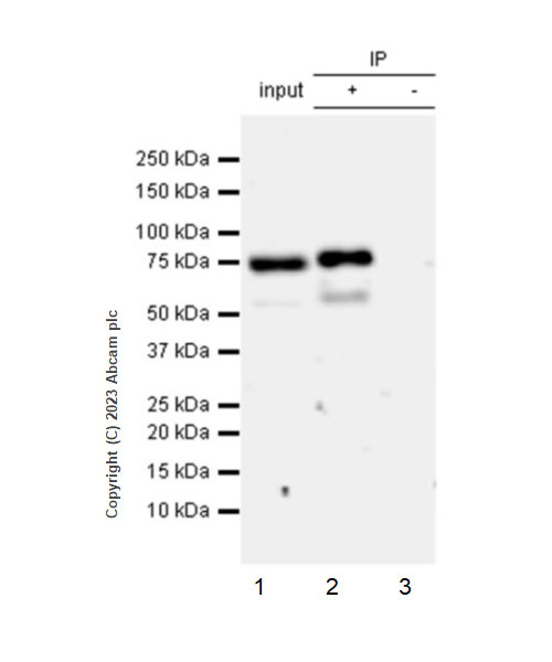 Immunoprecipitation - Anti-SNX1 (phospho S188) antibody [EPR26023-114] (AB314541), expandable thumbnail