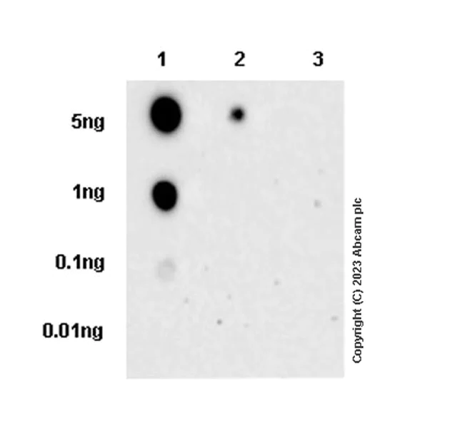 Dot Blot - Anti-SNX1 (phospho S188) antibody [EPR26023-114] - BSA and Azide free (AB314542)