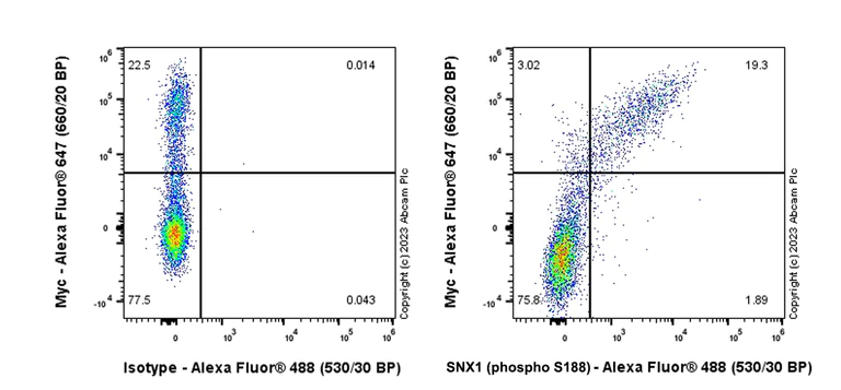 Flow Cytometry (Intracellular) - Anti-SNX1 (phospho S188) antibody [EPR26023-114] - BSA and Azide free (AB314542)