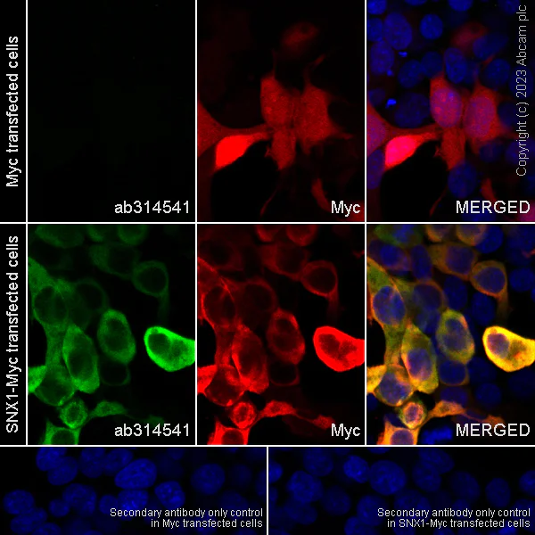 Immunocytochemistry/ Immunofluorescence - Anti-SNX1 (phospho S188) antibody [EPR26023-114] - BSA and Azide free (AB314542)