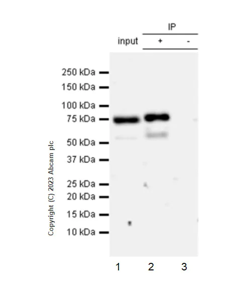 Immunoprecipitation - Anti-SNX1 (phospho S188) antibody [EPR26023-114] - BSA and Azide free (AB314542)