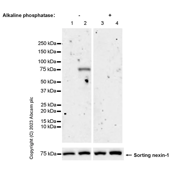 Western blot - Anti-SNX1 (phospho S188) antibody [EPR26023-114] - BSA and Azide free (AB314542)