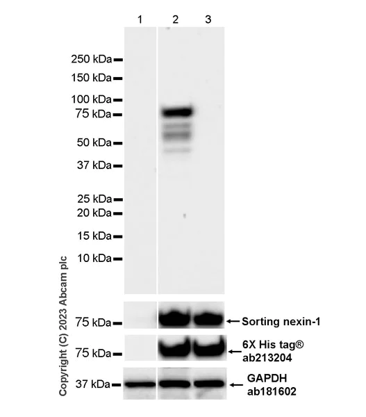 Western blot - Anti-SNX1 (phospho S188) antibody [EPR26023-114] - BSA and Azide free (AB314542)
