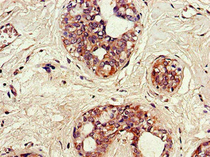 Immunohistochemistry (Formalin/PFA-fixed paraffin-embedded sections) - Anti-SNX17 antibody (AB223046)