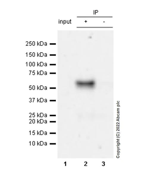 Immunoprecipitation - Anti-SNX17 antibody [EPR26025-45] (AB307513)
