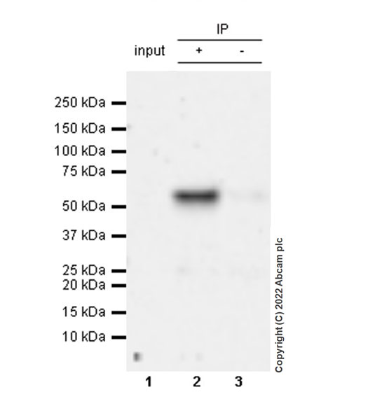 Immunoprecipitation - Anti-SNX17 antibody [EPR26025-45] - BSA and Azide free (AB307514), expandable thumbnail