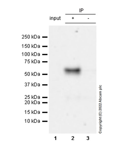 Immunoprecipitation - Anti-SNX17 antibody [EPR26025-45] - BSA and Azide free (AB307514), expandable thumbnail