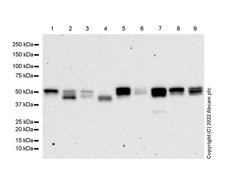 Western blot - Anti-SNX17 antibody [EPR26025-45] - BSA and Azide free (AB307514), expandable thumbnail