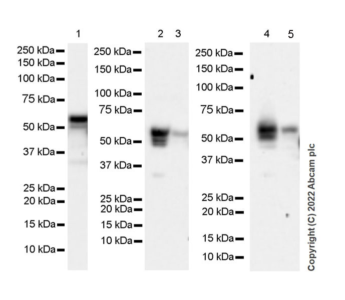 Western blot - Anti-SNX17 antibody [EPR26025-45] - BSA and Azide free (AB307514), expandable thumbnail