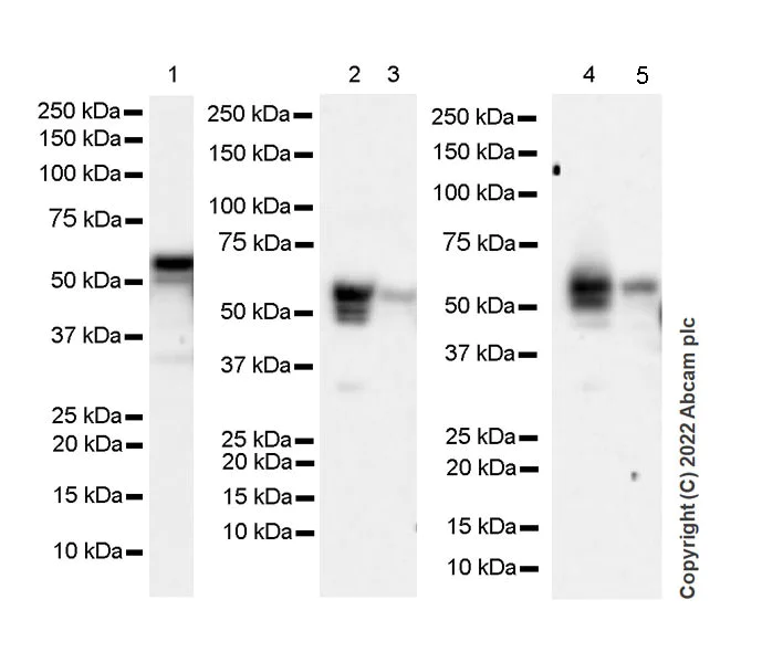 Western blot - Anti-SNX17 antibody [EPR26025-45] - BSA and Azide free (AB307514)