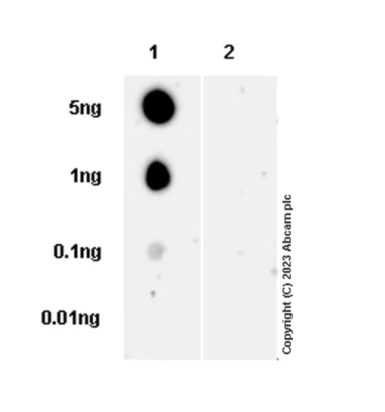 Dot Blot - Anti-SNX17 (phospho S336) antibody [EPR26024-4] (AB316103)