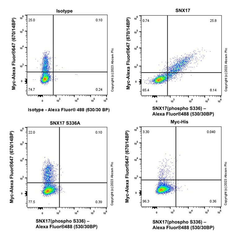 Flow Cytometry (Intracellular) - Anti-SNX17 (phospho S336) antibody [EPR26024-4] (AB316103)