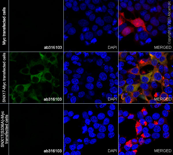 Immunocytochemistry/ Immunofluorescence - Anti-SNX17 (phospho S336) antibody [EPR26024-4] (AB316103)