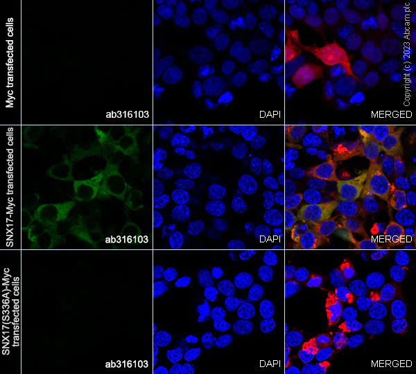 Immunocytochemistry/ Immunofluorescence - Anti-SNX17 (phospho S336) antibody [EPR26024-4] - BSA and Azide free (AB316104)