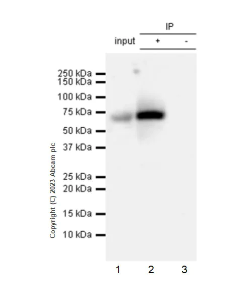 Immunoprecipitation - Anti-SNX17 (phospho S336) antibody [EPR26024-4] - BSA and Azide free (AB316104)