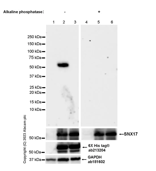 Western blot - Anti-SNX17 (phospho S336) antibody [EPR26024-4] - BSA and Azide free (AB316104)