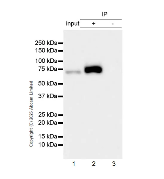 Immunoprecipitation - Anti-SNX2 antibody [EPR30535-531] (AB326422)