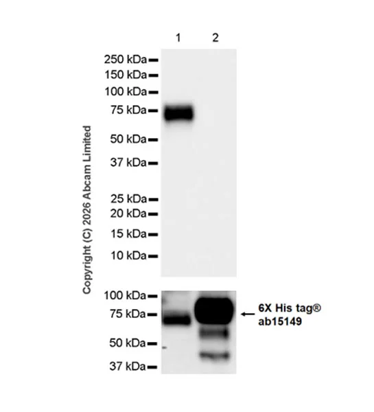 Western blot - Anti-SNX2 antibody [EPR30535-531] (AB326422)