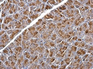 Immunohistochemistry (Formalin/PFA-fixed paraffin-embedded sections) - Anti-SNX25 antibody (AB183756)