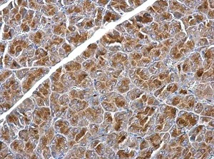 Immunohistochemistry (Formalin/PFA-fixed paraffin-embedded sections) - Anti-SNX25 antibody (AB183756)