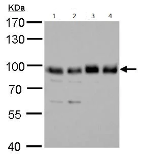 Western blot - Anti-SNX25 antibody (AB183756)
