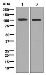 Western blot - Anti-SNX25 antibody [EPR9122] (AB140655)