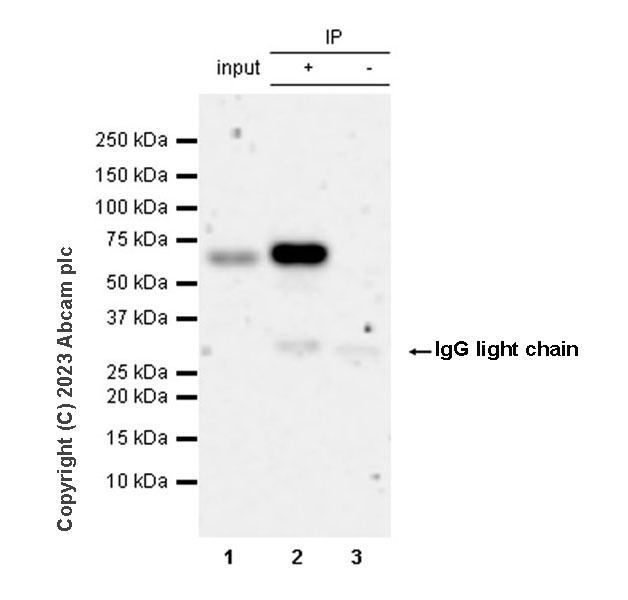 Immunoprecipitation - Anti-SNX27 antibody [EPR28130-16] - BSA and Azide free (AB315898), expandable thumbnail