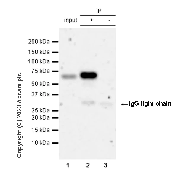 Immunoprecipitation - Anti-SNX27 antibody [EPR28130-16] - BSA and Azide free (AB315898)