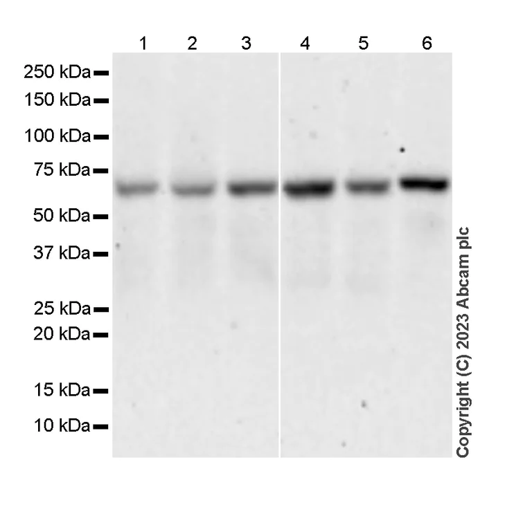 Western blot - Anti-SNX27 antibody [EPR28130-16] - BSA and Azide free (AB315898)