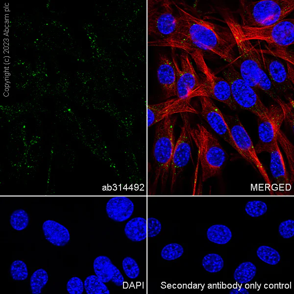 Immunocytochemistry/ Immunofluorescence - Anti-SNX3 antibody [EPR28131-55] - BSA and Azide free (AB314493)